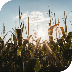 A tall corn field backlit by the sun - agriculture audiences and energy audiences